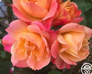 Cluster of Joseph’s Coat roses featuring vibrant orange, coral, peach, and golden yellow blooms with layered petals growing on a rose bush.